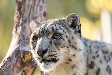 Image showing snow leopard, Uncia uncia