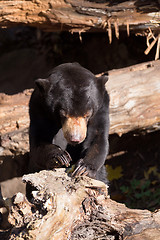 Image showing Sun bear also known as a Malaysian bear