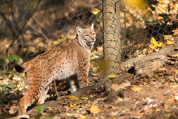 Image showing Lynx Portrait during the autumn