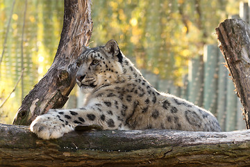 Image showing snow leopard, Uncia uncia