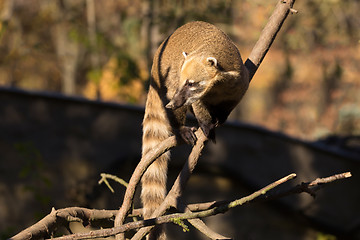 Image showing South American coati (Nasua nasua)