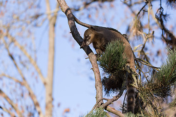 Image showing South American coati (Nasua nasua)