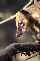 Image showing South American coati (Nasua nasua)