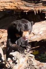 Image showing Sun bear also known as a Malaysian bear