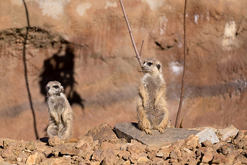 Image showing meerkat or suricate