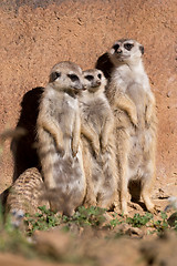 Image showing meerkat or suricate