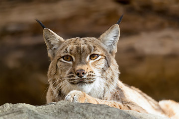 Image showing Lynx Portrait during the autumn