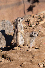 Image showing meerkat or suricate