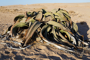 Image showing Welwitschia mirabilis, Amazing desert plant