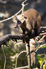 Image showing South American coati (Nasua nasua)