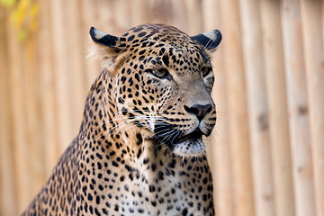 Image showing Closeup of Leopard looks forward