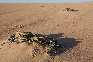 Image showing Welwitschia mirabilis, Amazing desert plant