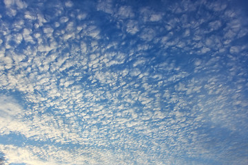 Image showing Altocumulus clouds on whole sky