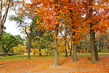 Image showing Beautiful park trees in calm autumn weather