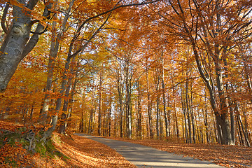 Image showing Autumn forest