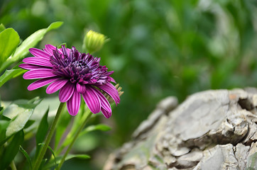 Image showing Purple flower in the garden