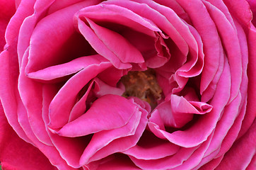 Image showing Beautiful pink rose closeup