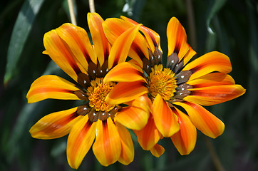 Image showing Yellow daisy