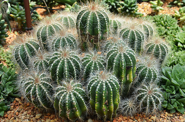 Image showing Cactus in botanic garden