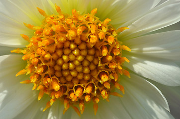 Image showing Yellow and white daisy flower