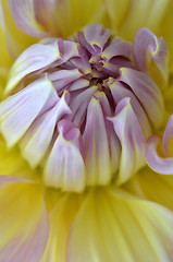 Image showing White, yellow and purple Dahlia close-up