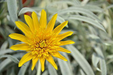 Image showing Close-up of beautiful yellow chrysanthemum flowers