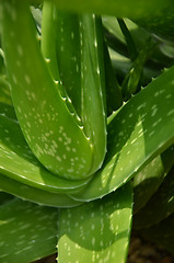 Image showing Green aloe vera in the garden