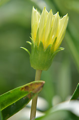 Image showing Solitary yellow flower bud in the garden  