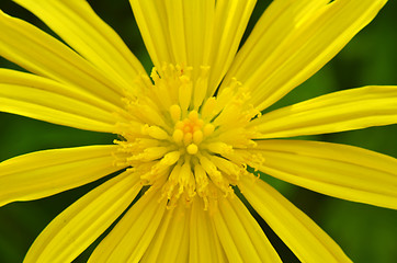 Image showing Close-up of beautiful yellow flowers 