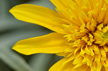 Image showing Close-up of beautiful yellow chrysanthemum flowers