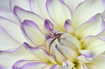 Image showing White and purple Dahlia close-up