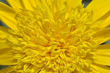 Image showing Close-up of beautiful yellow chrysanthemum flowers