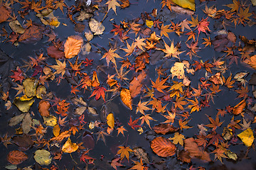Image showing Autumn leaves on dark water surface