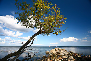Image showing Coastal Sweden