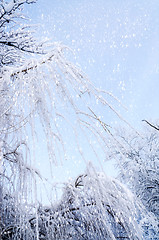 Image showing Bottom view on hanging willow branches on ice in snow.