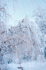 Image showing Bottom view on hanging willow branches on ice in snow.