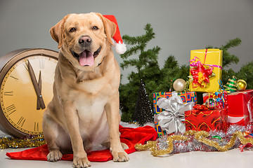 Image showing Labrador with Santa Hat. New Year\'s garland 