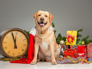 Image showing Labrador with Santa Hat. New Year\'s garland and presents 