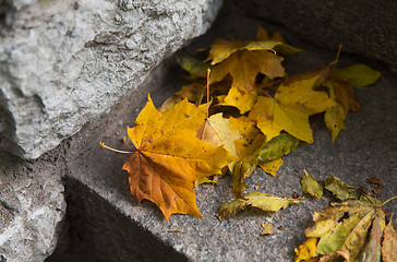 Image showing close up of fallen maple leaves on stone stairs