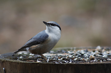 Image showing nuthatch