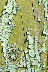 Image showing old wood tree bark texture with green moss