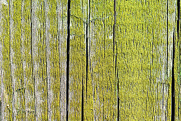 Image showing Surface of an empty green wooden background.