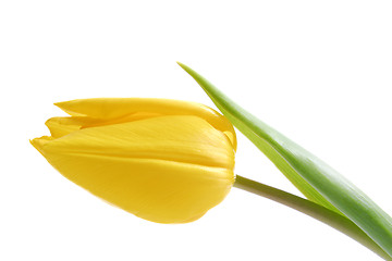 Image showing YellowTulip