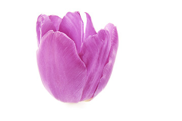 Image showing Pink Tulip