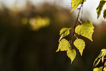 Image showing leaves in autumn evening light