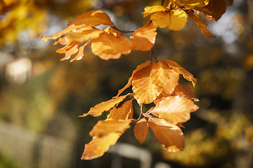 Image showing leaves in autumn evening light
