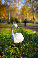 Image showing swan in park