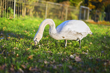 Image showing swan in park
