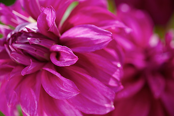 Image showing dhalia purple flower