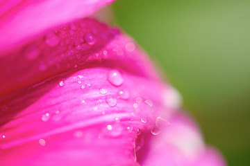 Image showing dhalia purple flower